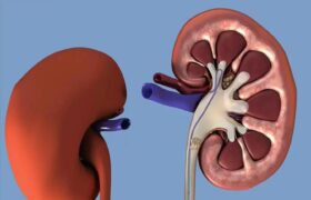 چه عواملی ورزشکاران را در معرض بیماری‌های کلیوی و مجاری ادرار قرار می‌دهد؟